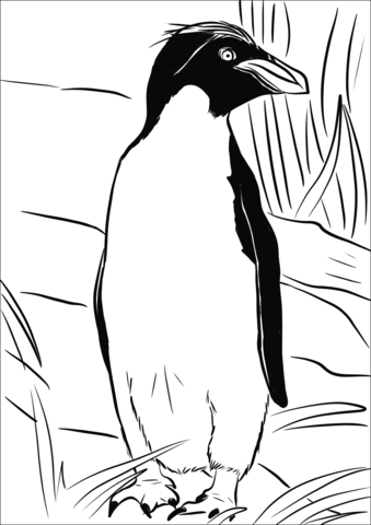 Macaroni Penguin Coloring Page